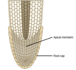 <ul><li><p>mitotically active zone of cells</p></li><li><p>grows at tips of roots</p></li></ul><p></p>