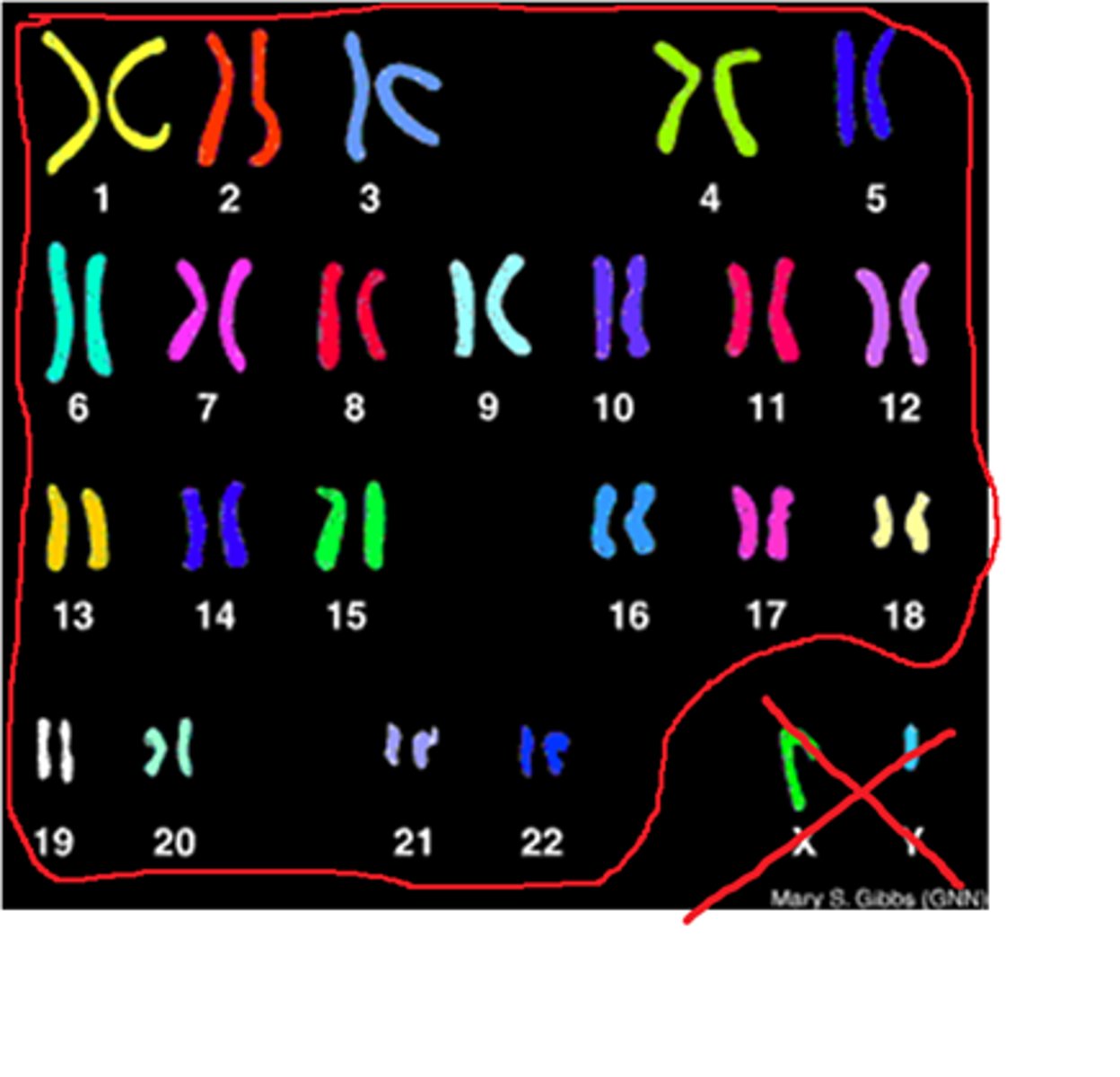 <p>• All homologous chromosomes paired up that are autosomal (22 chromosomes in all humans)</p>