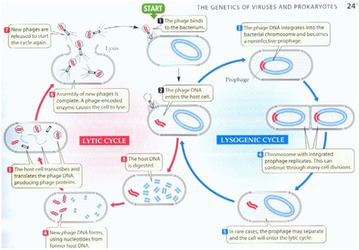 <p>LYTIC CYLE STAGE 1: Virus attaches to cell and injects genetic material <br>LYTIC + LYSOGENIC STAGE 2: Viral genetic material forms a circle <br>LYTIC STAGE 3: New viral genetic material and proteins are produced and assembled <br>LYTIC STAGE 4: Cell lyses, releasing viruses<br><br>LYSOGENIC CYCLE STAGE 1: Occasionally, the viral genetic material separates from the from the bacterial chromosome causing a lytic cycle<br>LYSOGENIC + LYTIC STAGE 2: Viral genetic material forms a circle<br>LYSOGENIC STAGE 3: Viral genetic material inserts itself into the bacterial chromosome<br>LYSOGENIC STAGE 4: Bacterium reproduces normally, replicating viral genetic material at each cell division<br>LYSOGENIC STAGE 5: Cell and viral genetic material may reproduce many times</p>