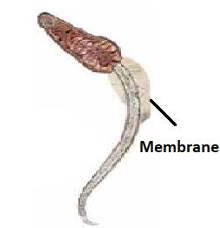 term image