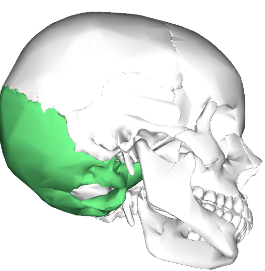 <p>Forms back/base of skull</p>