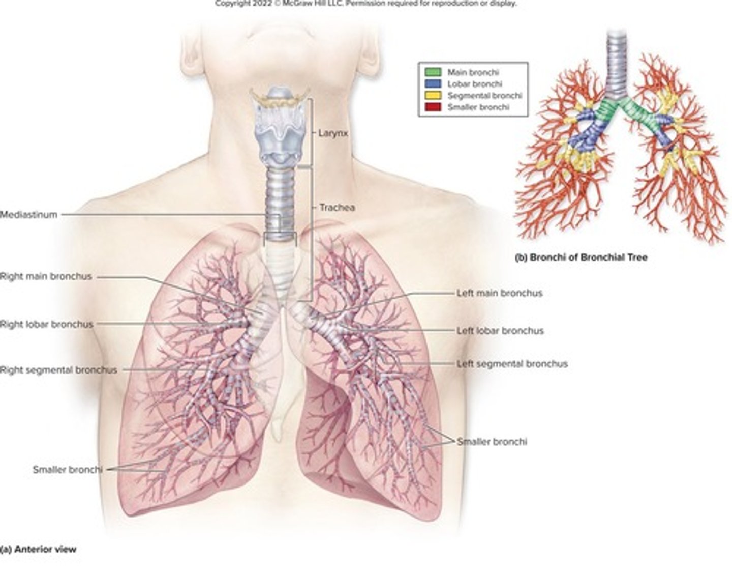 <p>The system of air passages that undergoes 23 orders of branching.</p>