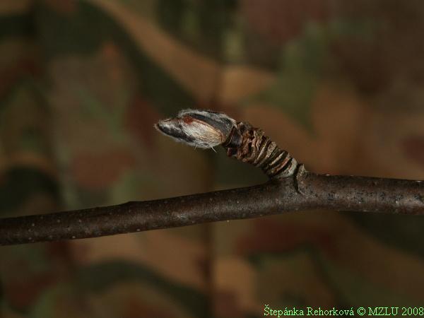 <p><strong><em>Sorbus aucuparia</em></strong></p><p><strong>slabší větvička a špičaté (vřetenovité) až kuželovité pupeny</strong></p><p>terminální pupen často se zakřivenou špičkou, pupeny tmavé s bílým ochlupením, někdy i lysé</p>