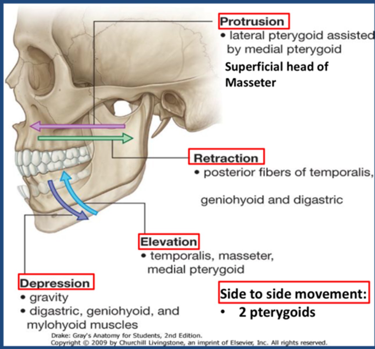 <p>the head of the mandible with the articular disc slides anteriorly until the head lies inferior to the articular tubercle. There is also rotation of the mandibular head on the inferior surface of the articular disc.</p>