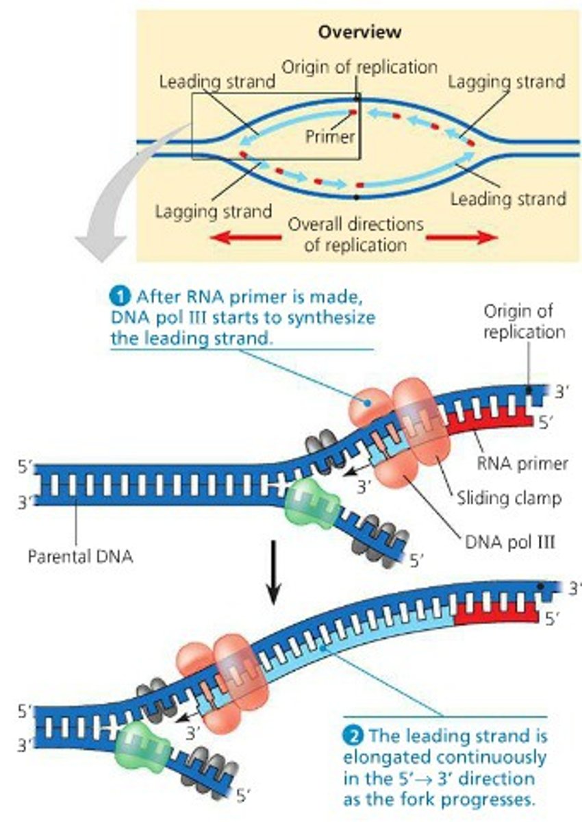 <p>new strand of DNA oriented 5' to 3', synthesized continuously</p>