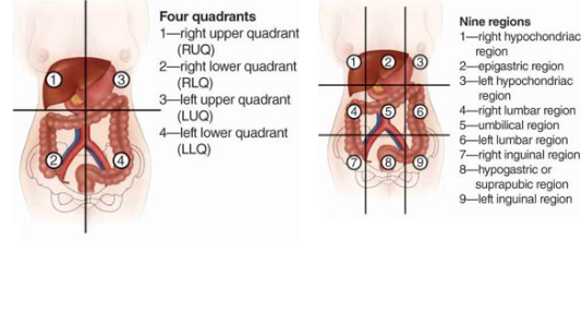 <p><span><span>Use either/or</span></span><span style="line-height: 0px;"><span></span></span></p><p class="Paragraph WhiteSpaceCollapse BCX0 SCXP21014617" style="text-align: left;"><span><span>Most common is 4 quadrants</span></span><span style="line-height: 0px;"><span></span></span></p><p class="Paragraph WhiteSpaceCollapse BCX0 SCXP21014617" style="text-align: left;"><span><span>Now where abdominal organs is in both 4 & 9!!</span></span></p>