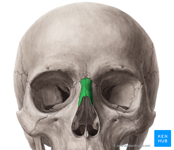 <p>Located right above nasal cavity</p>