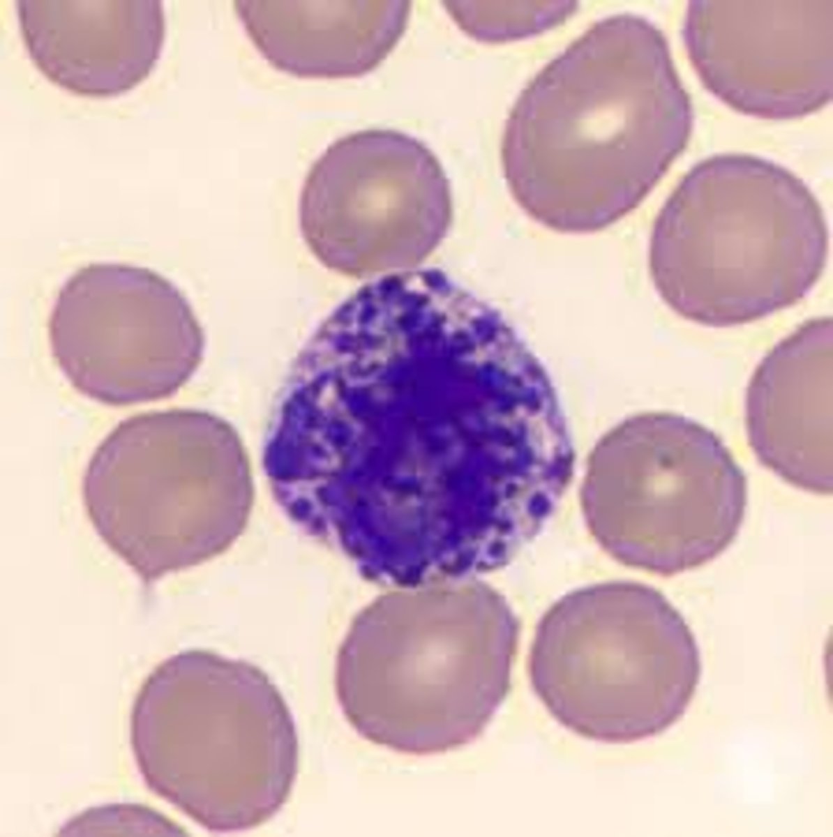 <p>the smallest in the granulocytes</p><p>- has a C or S-shaped nucleus</p><p>- even in thickness</p><p>- contains a concealed granule</p><p>-----------------------------------</p><p>function:</p><p>- modulate inflammation responses</p><p>- secrete histamine</p><p>- produce antigen presentation cells</p><p>-----------------------------------</p><p>makes up <1% of all WBC</p><p>(Least abundant type of WBC)</p>