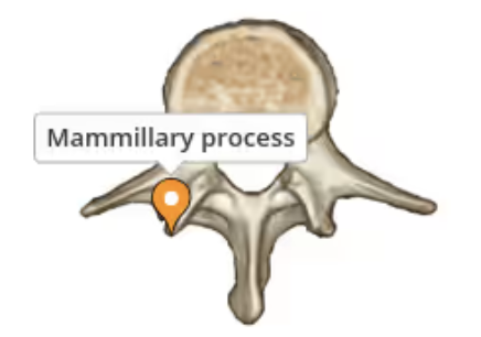 <p>They have a massive and </p><ul><li><p>Kidney-shaped body</p></li></ul><ul><li><p>Strong pedicles</p></li><li><p>Thick laminae</p></li><li><p>Long and slender transverse processes</p></li><li><p>A mammillary process found at the posterior margin of the superior articular processes</p></li></ul><p></p>