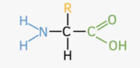 <p>20 types of Amino acids</p><p>Peptide bonds </p><p>Bonds between AA:</p><p>Disulfide, Hydrogen, Ionic</p>