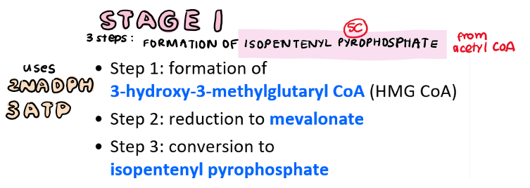 <p>formation of <strong><u>isopentenyl pyrophosphate</u></strong> from acetyl CoA</p><p>3 step process</p><ul><li><p>uses 2 NADPH</p></li><li><p>3 ATP</p></li><li><p>happens in cytoplasm</p></li></ul><p>1a) <strong>acetyl CoA</strong> → acetoacetyl CoA</p><p>1b) acetoacetyl CoA → HMG CoA</p><p>2) HMG CoA reduced → mevalonate</p><p>3) mevalonate →<strong> isopentenyl pyrophosphate</strong></p>