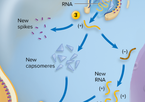 <p>Viral nucleic acid is used to synthesize the building blocks for new viruses<br>In the case of a +ssRNA virus:<br>• The + ssRNA, which is ready to serve as mRNA, starts being translated into viral proteins, especially those useful for further viral replication<br>• The + strand is then replicated into −ssRNA becoming the template for the creation of many new + ssRNAs, used as the viral genomes for new viruses<br>• Additional + ssRNAs are synthesized and used for late-stage mRNAs<br>• Some viruses come equipped with the necessary enzymes for synthesis of viral components; others utilize those of the host<br>• Proteins for the capsid, spikes, and viral enzymes are synthesized on the host’s ribosomes using its amino acids</p>
