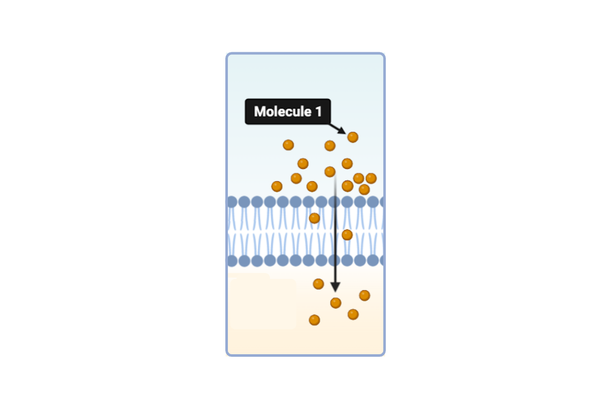 <p>Which statement(s) <strong>could</strong> accurately describe Molecule 1? Select <strong>all</strong> that apply.</p><ul><li><p><span>a. This molecule is hydrophobic.&nbsp;</span></p><p></p></li><li><p><span>b. This molecule is small and hydrophilic. &nbsp;</span></p><p></p></li><li><p><span>c. This molecule is large and hydrophilic.</span></p></li><li><p><span>d. This molecule is nonpolar. &nbsp;</span></p></li></ul><p></p>