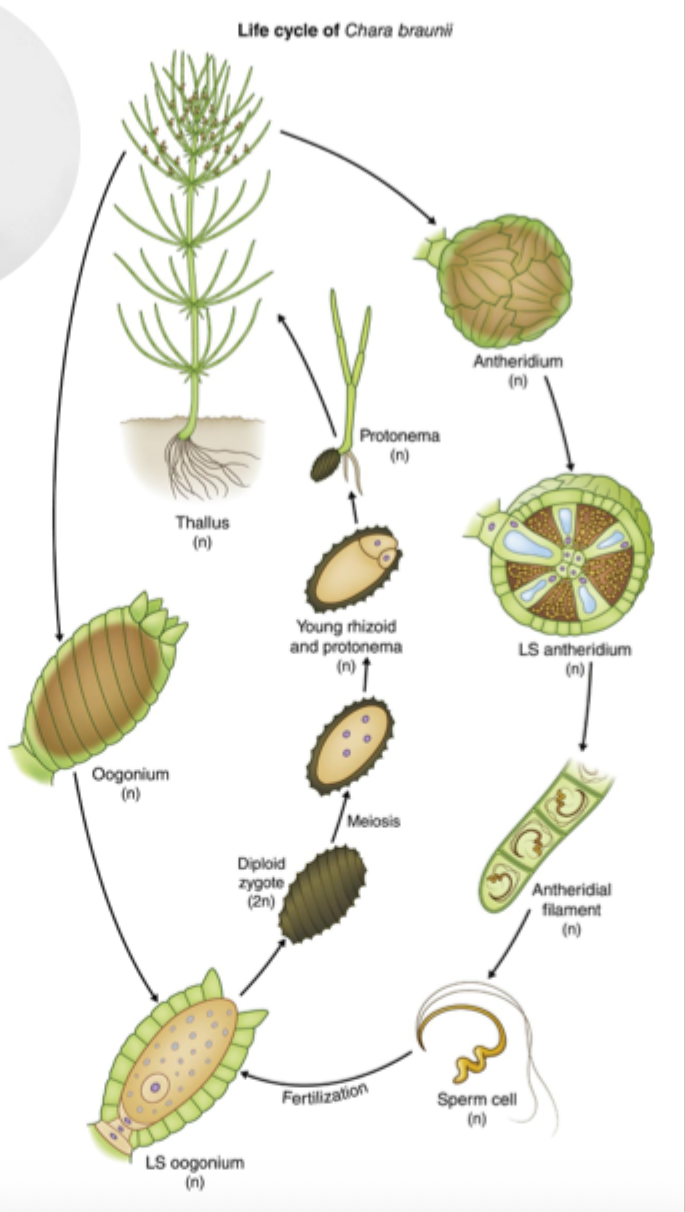 <p>What type of life cycle does <em>Chara</em> have? How do you know?</p>
