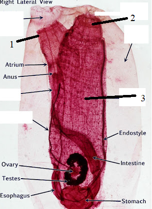 <p>Phylum?<br>subphylum?<br>Symmetry? Tissue type?<br>Cavity?<br><br>1/2/3?<br><br>Chordate characteristics?</p>
