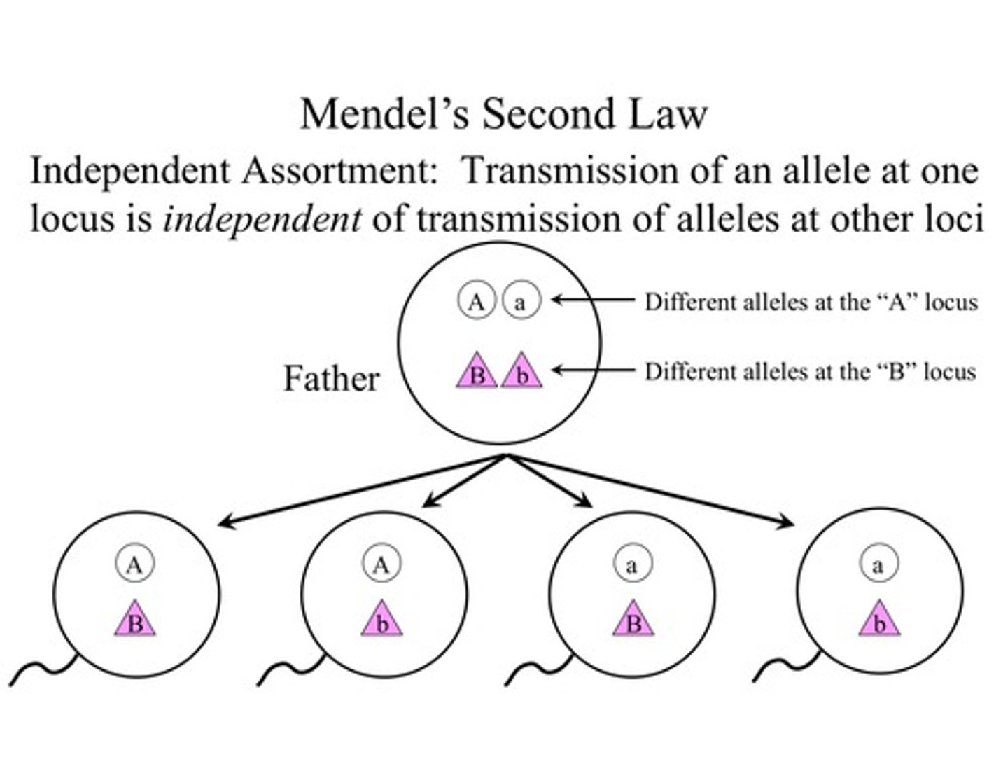 <p>Mendel's second law, stating that each allele pair segregates independently during gamete formation; applies when genes for two characteristics are located on different pairs of homologous chromosomes</p>