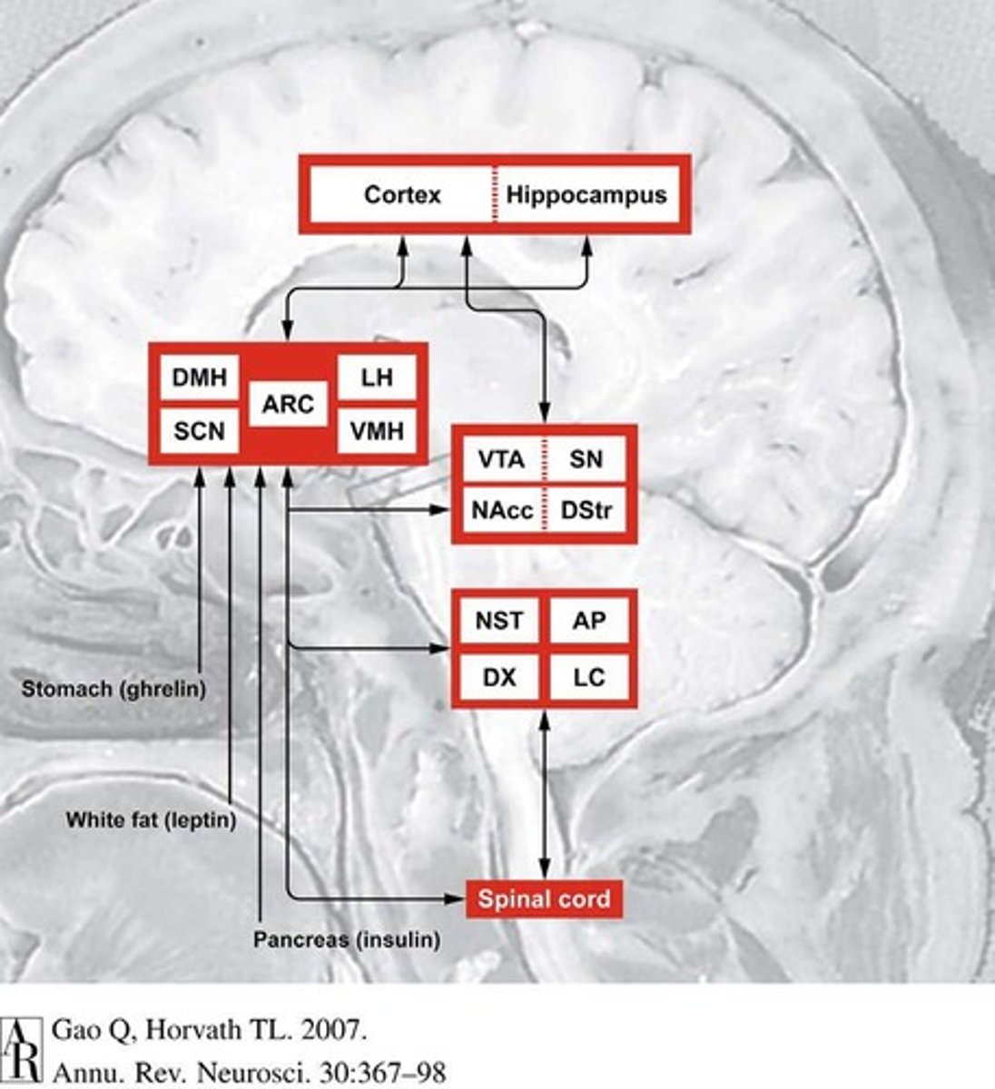<p>Signal sensory modulation and reward and appetite systems.</p>