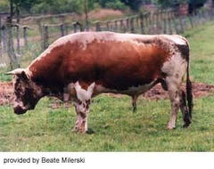 -Originates in NORWAY
-Early puberty, good pelvic size, adaptability, used solely for milk production in France
-Good grazers, Norway's oldest breed of cattle