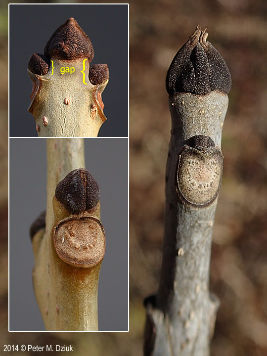 <p>Common name: Black ash</p><p></p><p>Genus: Fraxinus</p><p></p><p>Species: nigra</p><p></p><p>Family: Oleaceae</p>