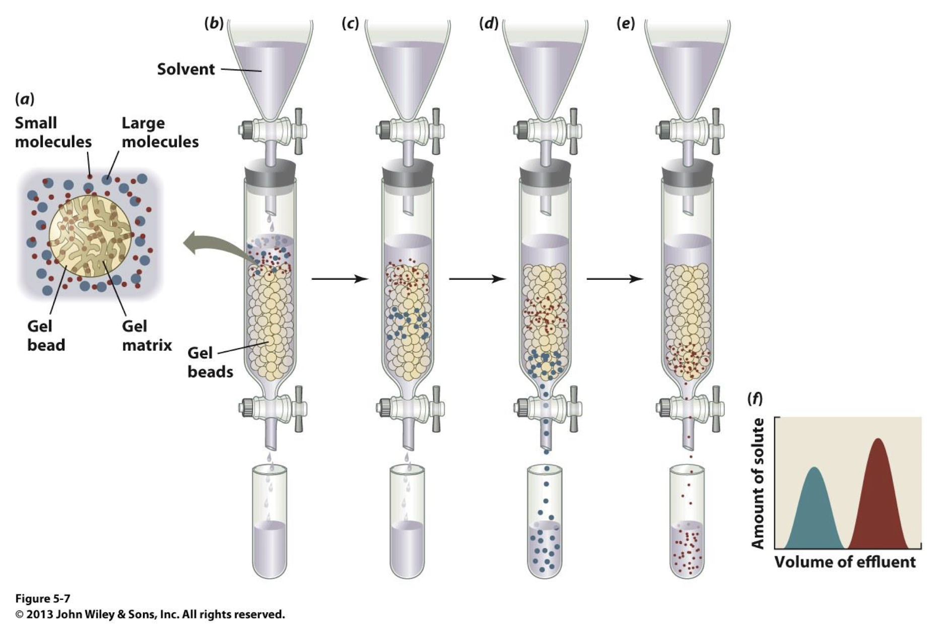 <p><strong> larger proteins, quickly , the pores, smaller, longer</strong></p>