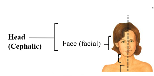 <p>facial</p>
