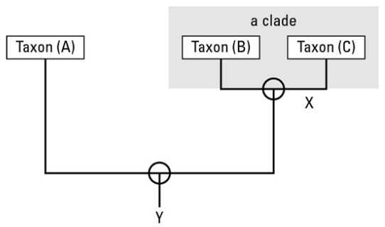 <p>Phylogenetic Tree</p>