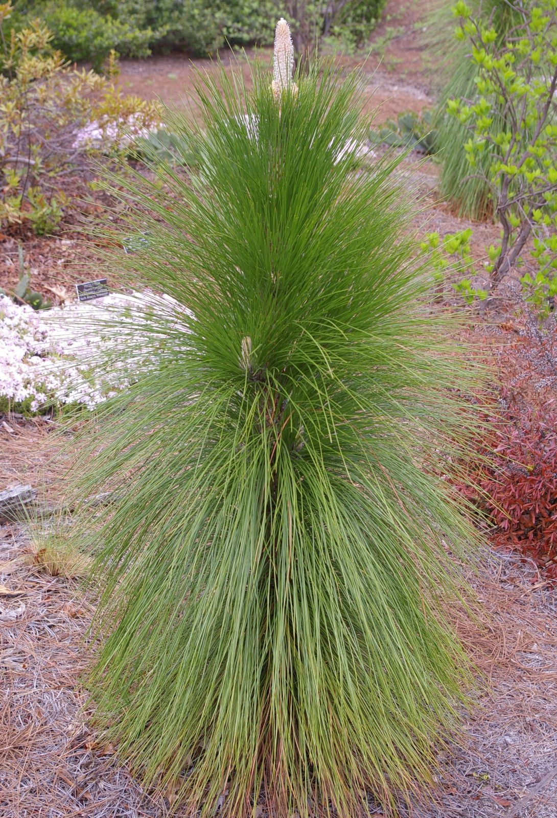 <p>Identify this species</p>