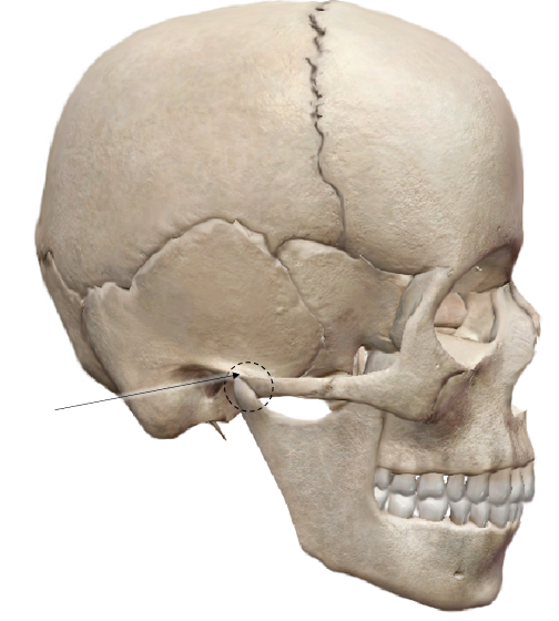 <p>name the articulation</p>