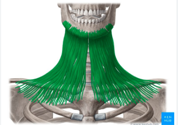 <p>Platysma</p>