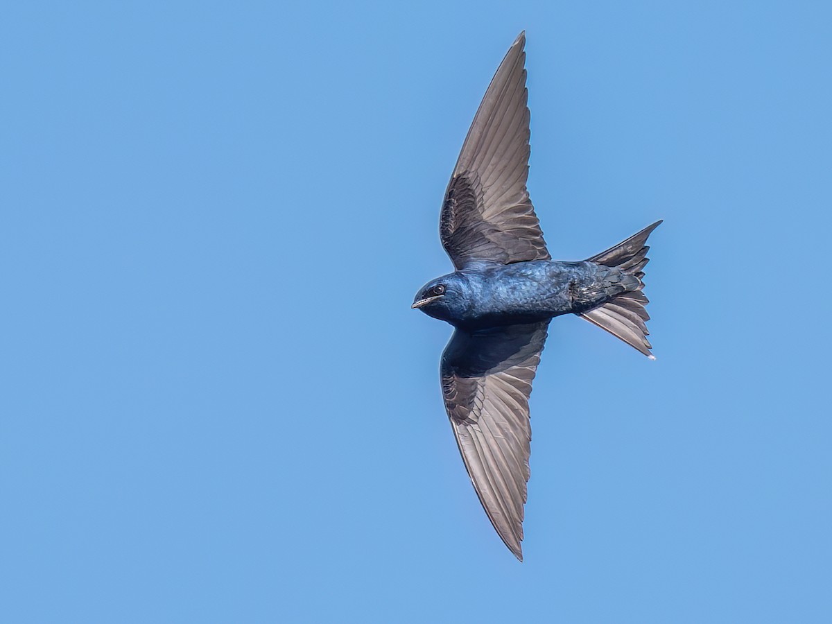 <p>Purple Martin</p>