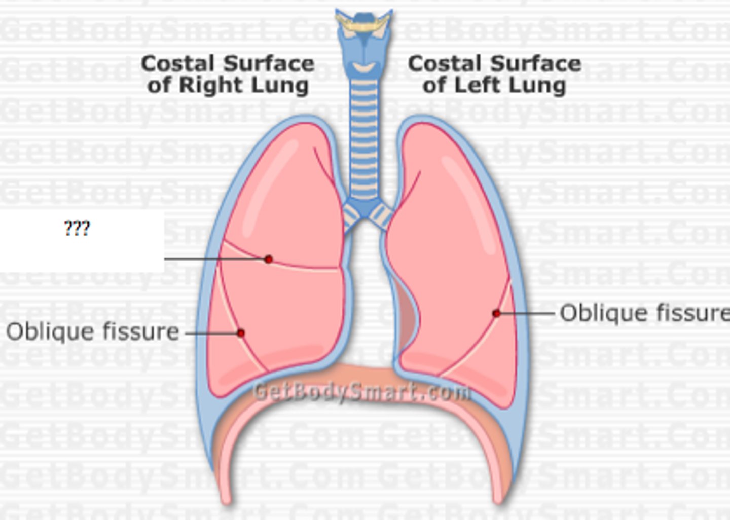 <p>The fissure that separates the middle lobe from the upper lobe of the right lung.</p>