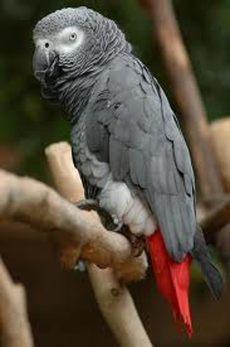 <p>grey</p>