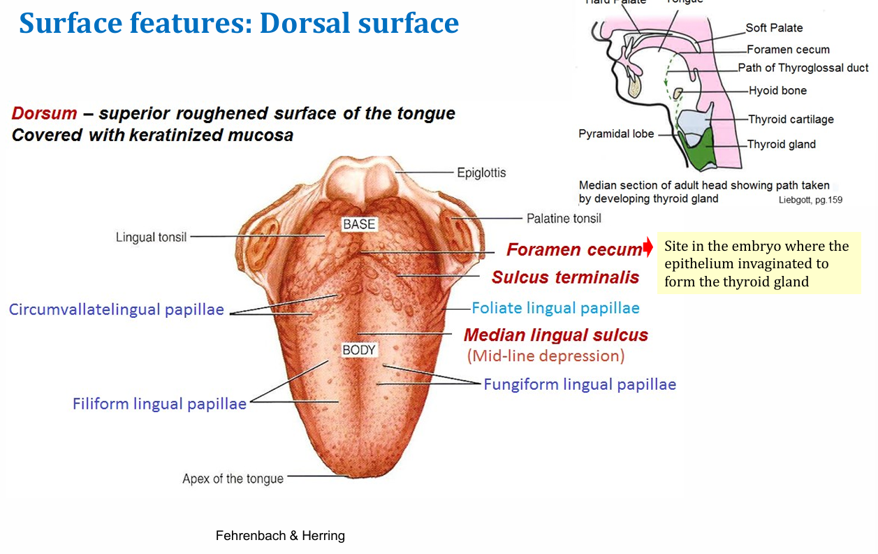 <p>Median lingual sulcus</p>