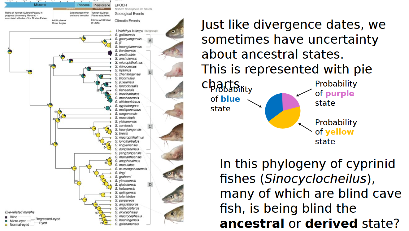 <p>pie charts (blind is derived)</p>