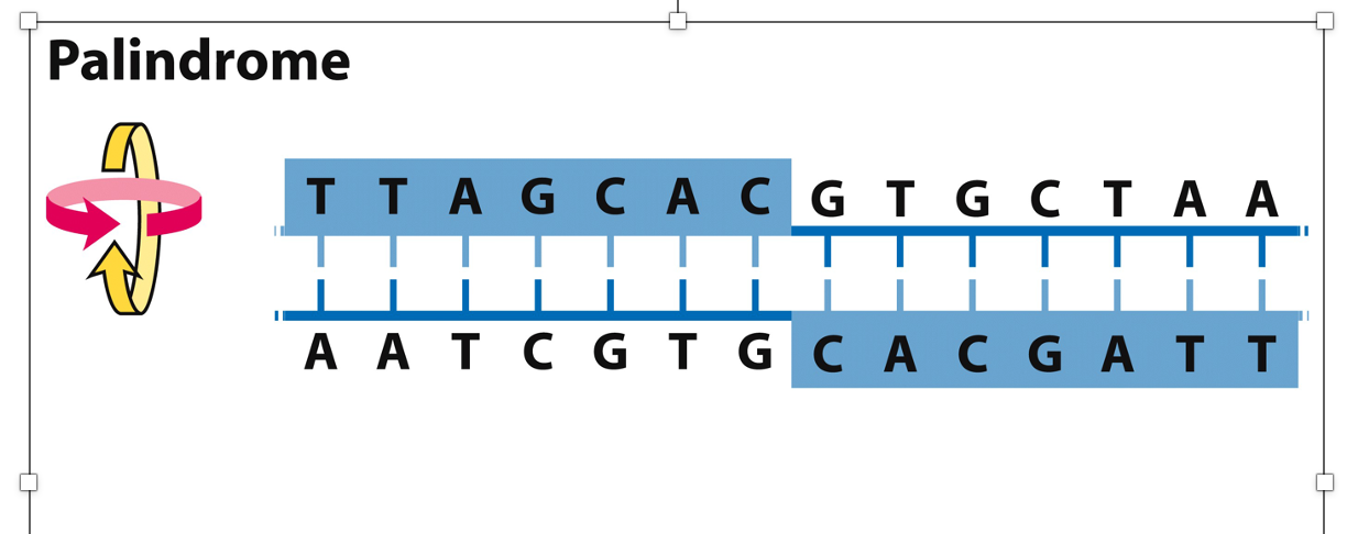 <p>a palindrome read in reverse</p>