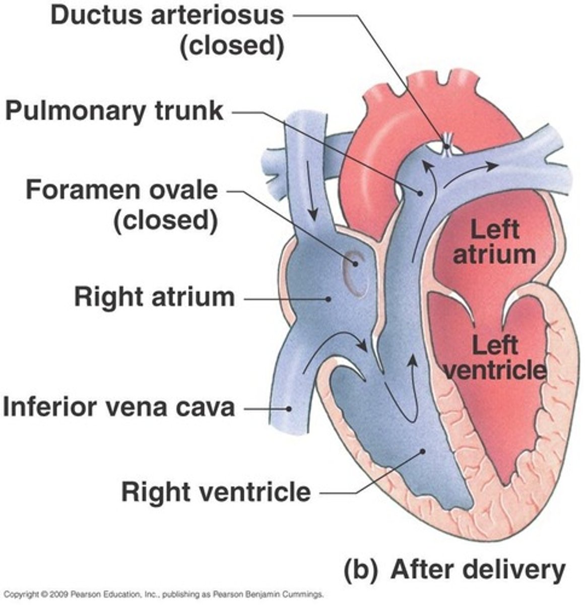 <p>Carries deoxygenated blood to the lungs and back to the heart.</p>