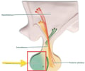 <p>lobe of the pituitary also called the adenohypophysis; consists of 3 divisions</p>