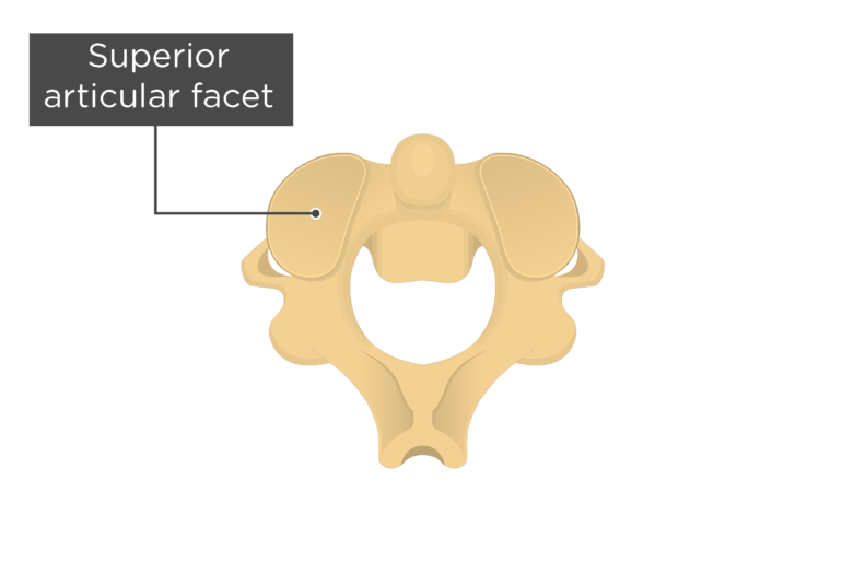 <p>The upward projection that links with the vertebra above</p>