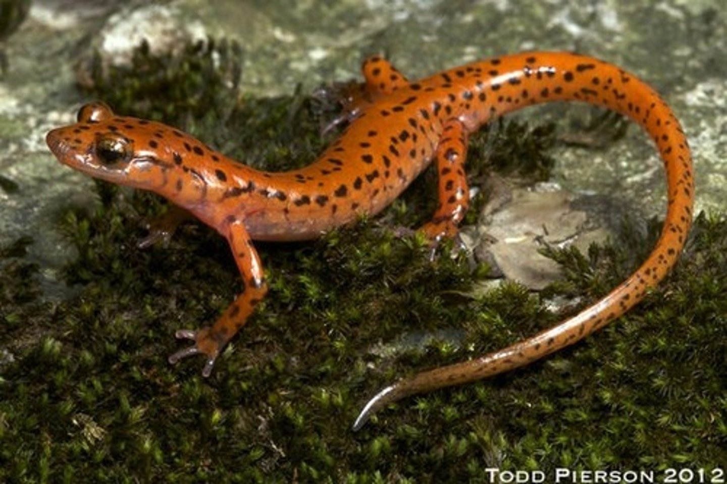 <p>What salamander has:</p><p>- A yellow orange dorsum with black spots placed randomly</p><p>- A light yellow venter (young are more pale and yellow-ish)</p><p>- A prehensile tail</p><p>- A flattened body for living in crevices and climbing on rock faces</p><p>- Bulging eyes</p><p>- A range in the limestone caves/springs of the Ridge and Valley in NW GA</p>
