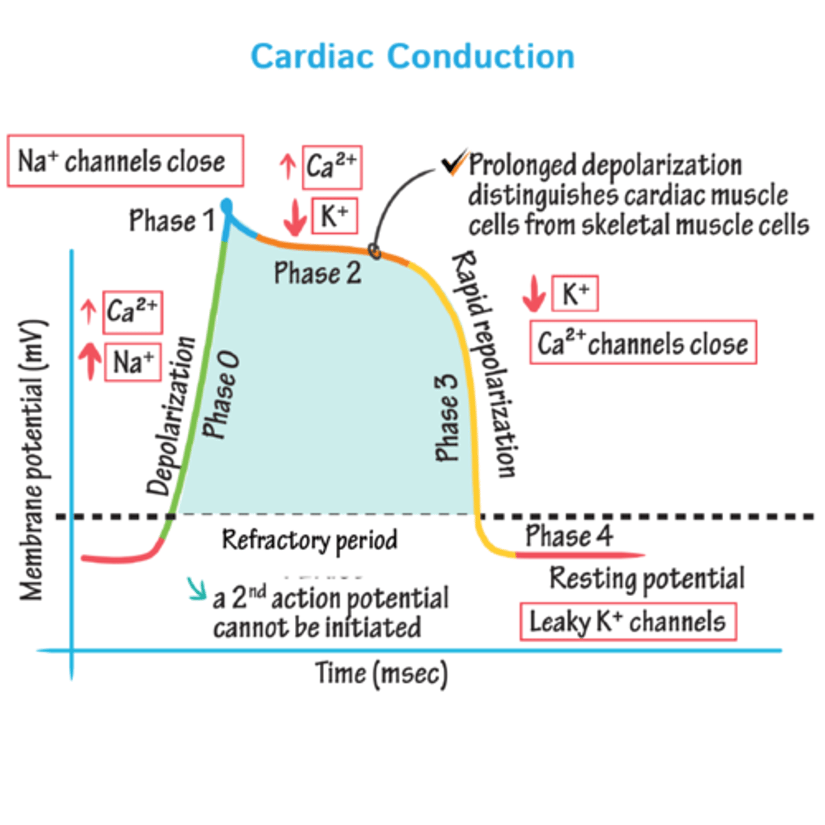<p>1. Sodium ion influx from extracellular spaces which causes a positive feedback opening of voltage gated sodium channels. Membrane potential quickly depolarizes and (-90 to +30 mV). NA channels close within 3 ms of opening. </p><p>2. Depolarization causes release of calcium ions from the sarcoplasmic reticulum, allowing sliding actin and myosin to proceed.</p><p>3. Depolarization also causes opening of slow calcium ion channels on the membrane, further increasing calcium influx and activation of filaments. This causes more prolonged depolarization than in skeletal muscle, resulting in a plateau action potential, rather than a spiked action potential as in muscle. </p>