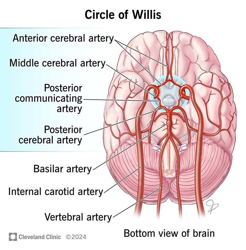 <p>Internal carotid artery to Circle of Willis</p>