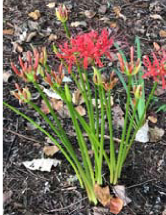 <p>Lycoris radiata </p>