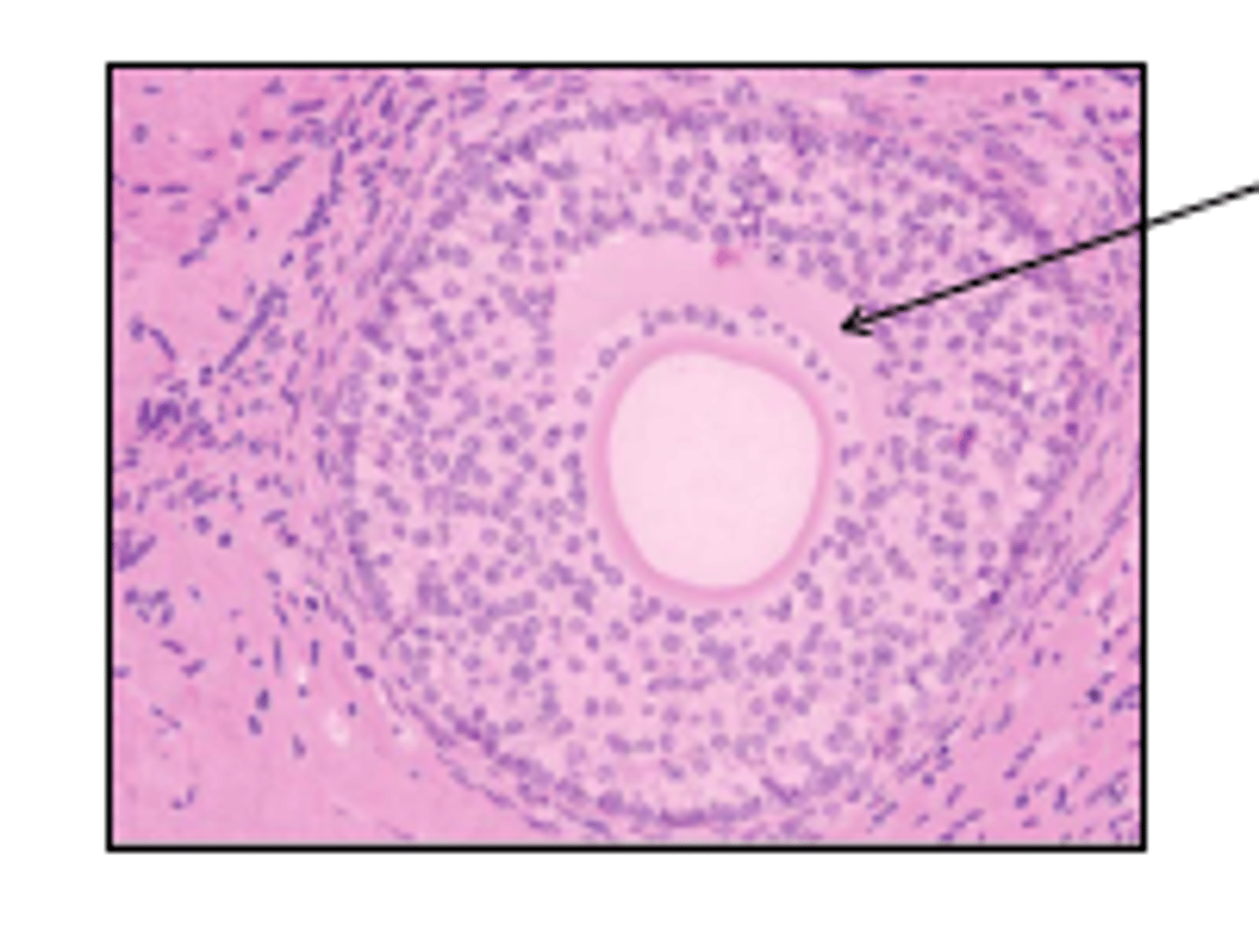 <p>name follicle and arrowed part and what it is made of</p>