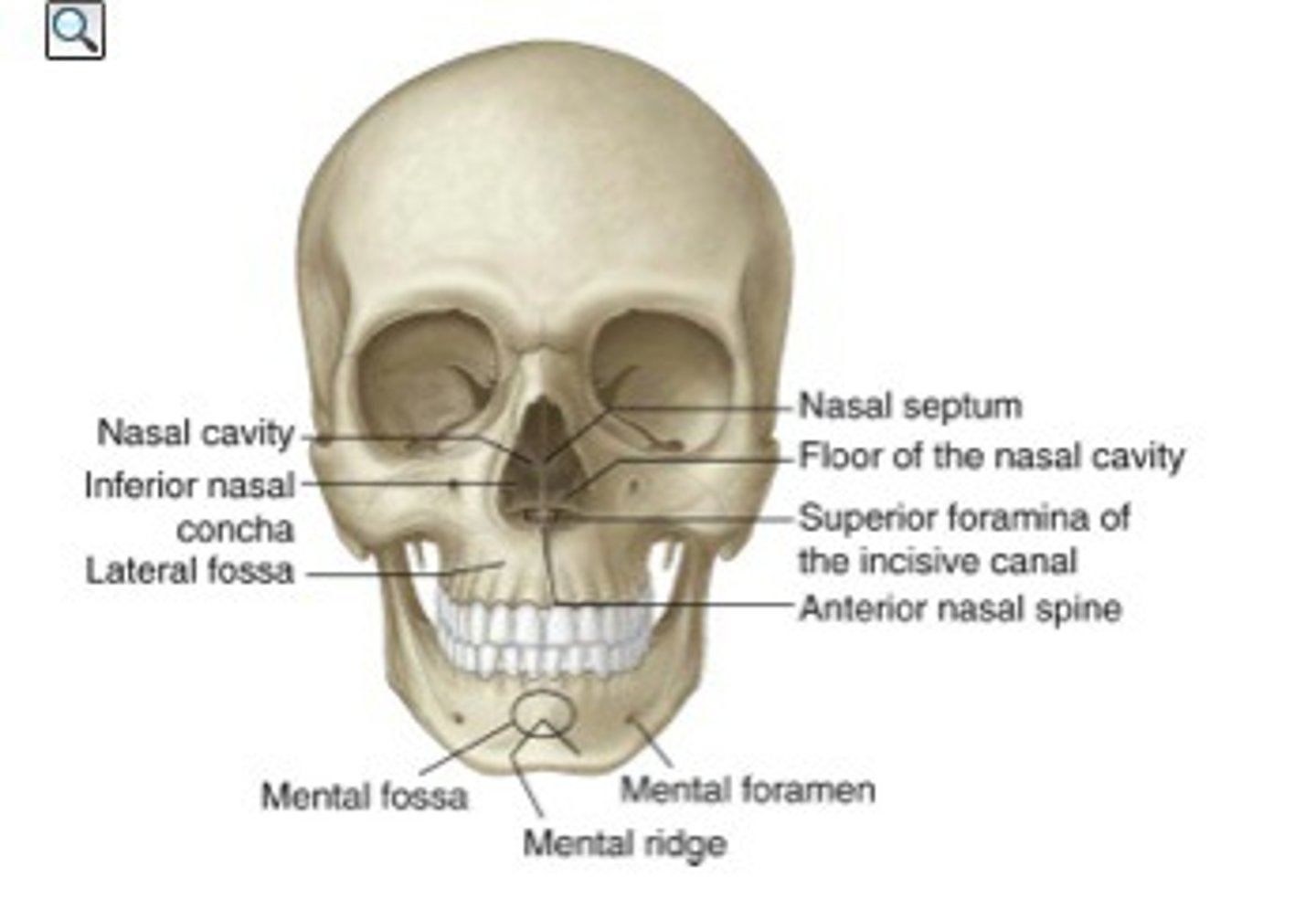 <p>cavity: inner area of nose</p><p>septum: composed of bone (upper portion: ethmoid/lower portion: vomer) covered in a membrane; divides nasal cavity into R and L</p>