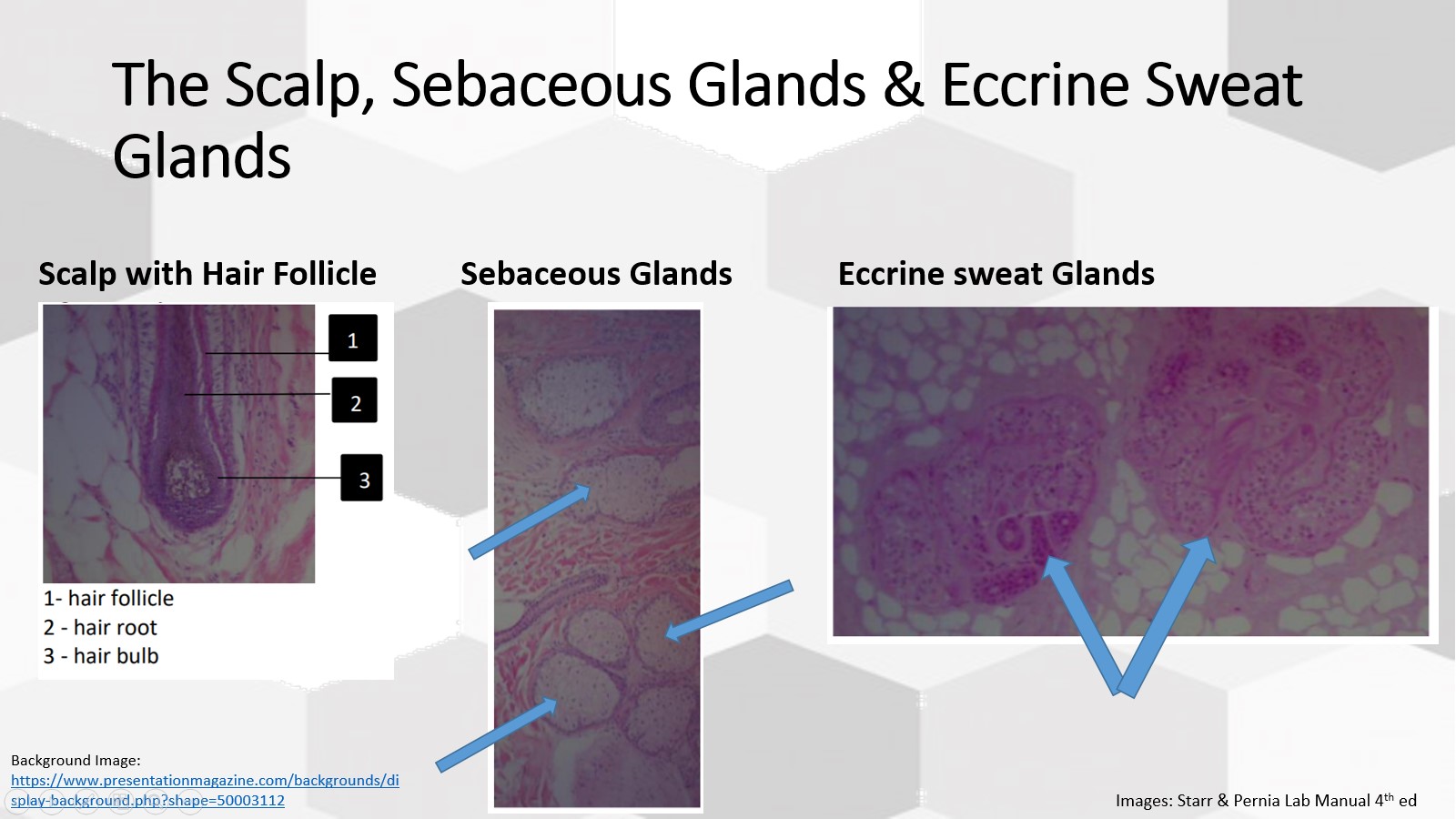 <p>Eccrine (Sweat) Glands</p>