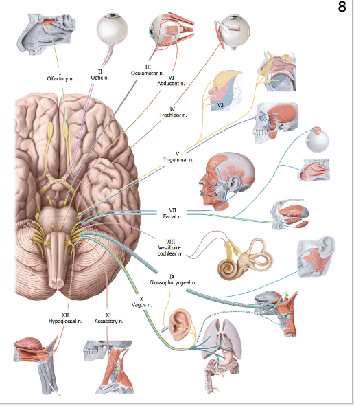 <p>12, numbered rostral → caudal</p>