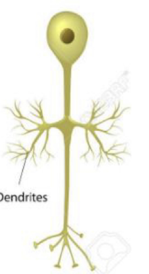 What type of neuron is this?