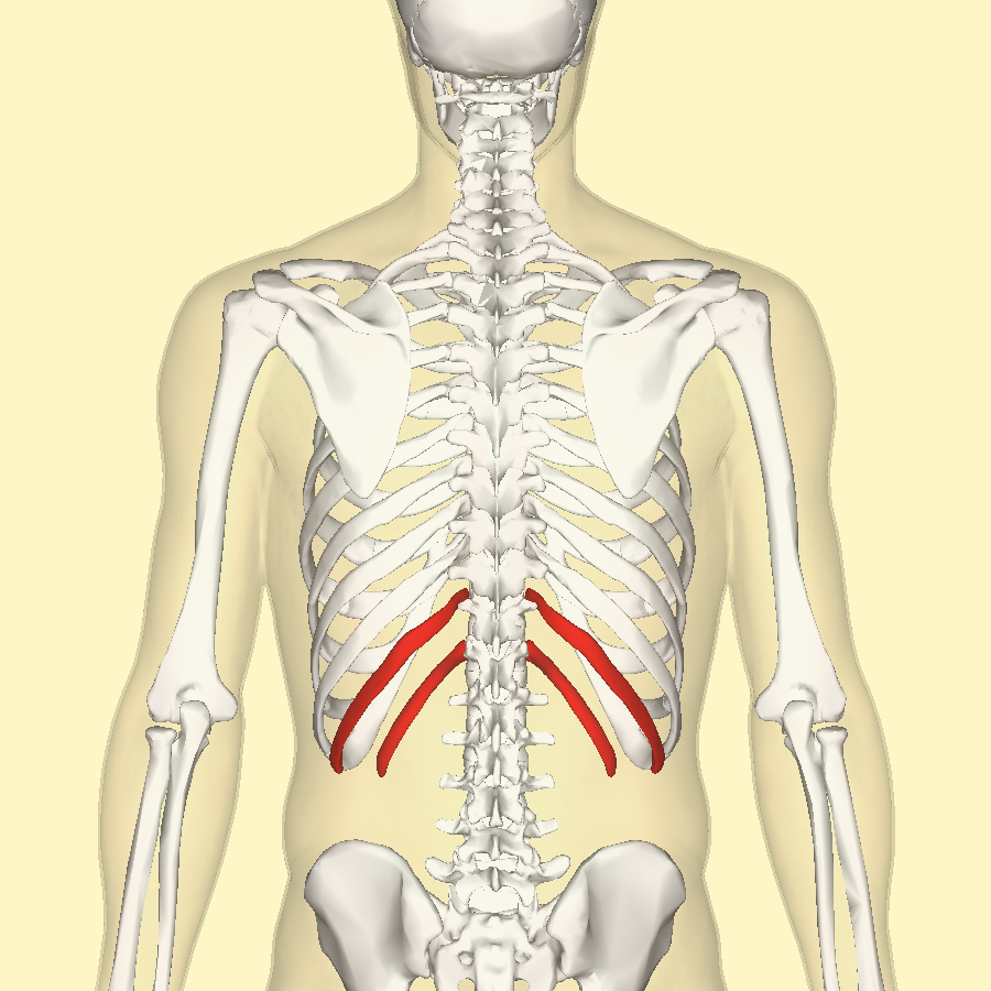 <p><span>Look for the </span><strong>"shorties with no ties!"</strong><span> They're the last two pairs at the very bottom that </span><em>don't</em><span> connect to anything at the front of the chest.</span></p>