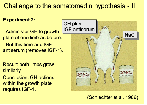 <p><em>removed by immunization with IGF-1 antiserium</em></p><ol><li><p>GH to growth plate of ONE LIMB as before</p></li><li><p>But add IGF antiserum (removes IGF-1)</p></li></ol><p>RESULT→ BOTH limbs grow similarly</p><p>Conclusion: GH actions<strong> within</strong> the growth plate requires IGF-1</p><p></p>