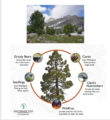 <p>the nature and consequences of interactions <strong>among </strong>species</p><ul><li><p>ask questions about <strong>biotic interactions</strong>: responses to predation, parasitism and competition</p></li><li><p>And <strong>abiotic interactions</strong> like responses to fire, floods, etc.</p></li></ul><p></p>